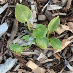 Zantedeschia aethiopica at Weston, ACT - 23 Aug 2020