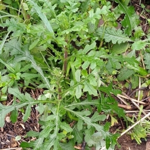 Raphanus raphanistrum at Gundaroo, NSW - 13 Aug 2020