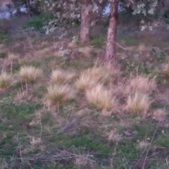 Nassella trichotoma (Serrated Tussock) at Point Hut to Tharwa - 23 Aug 2020 by michaelb