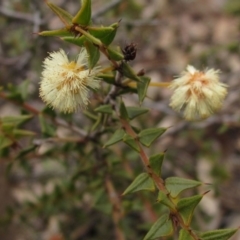 Acacia gunnii (Ploughshare Wattle) at Downer, ACT - 23 Aug 2020 by pinnaCLE