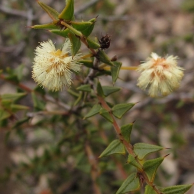 Acacia gunnii (Ploughshare Wattle) at Downer, ACT - 23 Aug 2020 by pinnaCLE