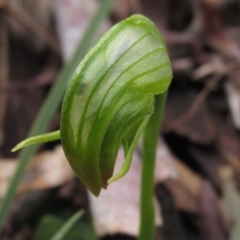 Pterostylis nutans (Nodding Greenhood) at Black Mountain - 23 Aug 2020 by pinnaCLE