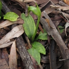 Pterostylis nutans at Downer, ACT - 23 Aug 2020