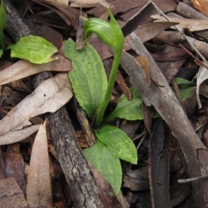 Pterostylis nutans at Downer, ACT - 23 Aug 2020