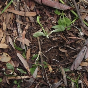 Pterostylis nutans at Downer, ACT - 23 Aug 2020