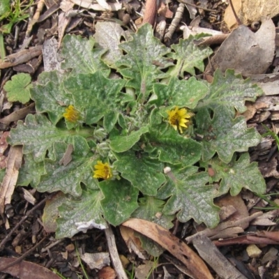 Cymbonotus sp. (preissianus or lawsonianus) (Bears Ears) at Downer, ACT - 23 Aug 2020 by pinnaCLE