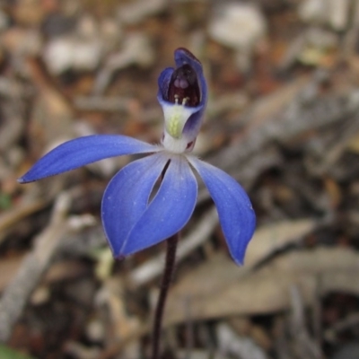 Cyanicula caerulea (Blue Fingers, Blue Fairies) at Black Mountain - 23 Aug 2020 by pinnaCLE