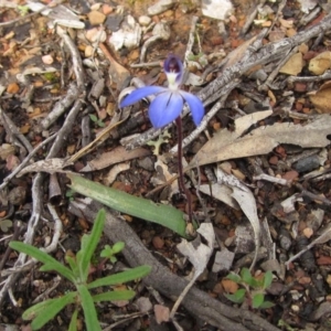 Cyanicula caerulea at Downer, ACT - 23 Aug 2020