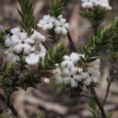 Styphelia attenuatus (Small-leaved Beard Heath) at Downer, ACT - 23 Aug 2020 by pinnaCLE