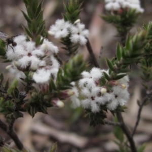 Styphelia attenuata at Downer, ACT - 23 Aug 2020