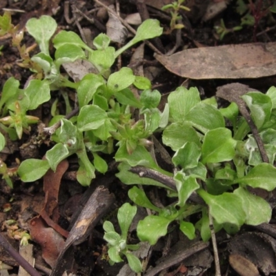 Stuartina sp. (genus) (A cudweed) at Black Mountain - 23 Aug 2020 by pinnaCLE