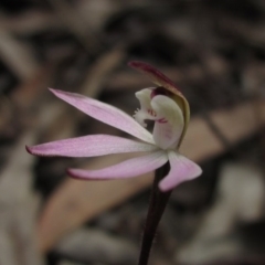 Caladenia fuscata (Dusky Fingers) at Downer, ACT - 23 Aug 2020 by pinnaCLE