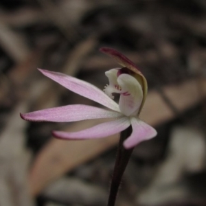 Caladenia fuscata at Downer, ACT - 23 Aug 2020