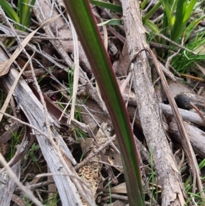 Calochilus sp. at Denman Prospect, ACT - 23 Aug 2020