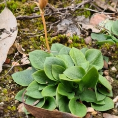 Speculantha rubescens (Blushing Tiny Greenhood) at Denman Prospect, ACT - 22 Aug 2020 by AaronClausen