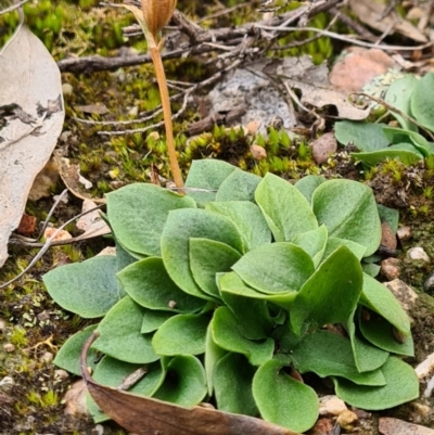 Speculantha rubescens (Blushing Tiny Greenhood) at Denman Prospect, ACT - 22 Aug 2020 by AaronClausen