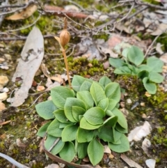 Speculantha rubescens at Denman Prospect, ACT - 23 Aug 2020