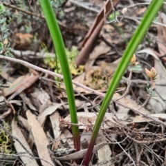 Thelymitra sp. (A Sun Orchid) at Denman Prospect, ACT - 22 Aug 2020 by AaronClausen