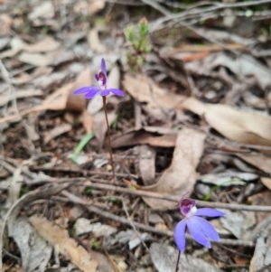 Cyanicula caerulea at Denman Prospect, ACT - 23 Aug 2020