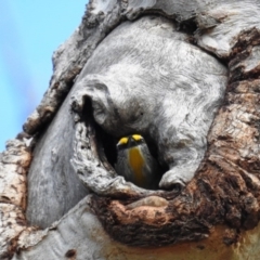 Pardalotus striatus (Striated Pardalote) at Kambah, ACT - 23 Aug 2020 by HelenCross