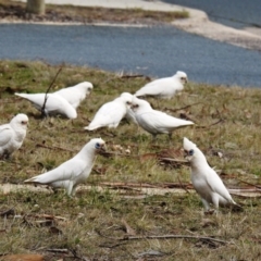 Cacatua sanguinea (Little Corella) at Kambah, ACT - 22 Aug 2020 by HelenCross