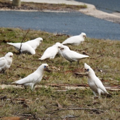 Cacatua sanguinea (Little Corella) at Kambah, ACT - 23 Aug 2020 by HelenCross