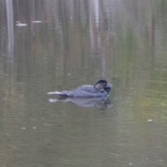 Biziura lobata (Musk Duck) at Paddys River, ACT - 23 Aug 2020 by lydialuc