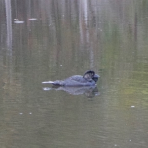 Biziura lobata at Paddys River, ACT - 23 Aug 2020