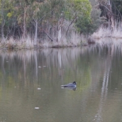 Biziura lobata at Paddys River, ACT - 23 Aug 2020