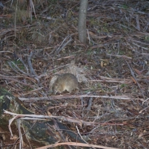 Isoodon obesulus obesulus at Paddys River, ACT - 23 Aug 2020