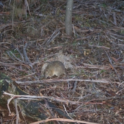Isoodon obesulus obesulus (Southern Brown Bandicoot) at Paddys River, ACT - 23 Aug 2020 by lydialuc