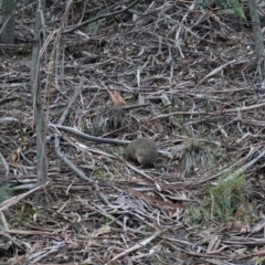 Isoodon obesulus obesulus at Paddys River, ACT - 23 Aug 2020