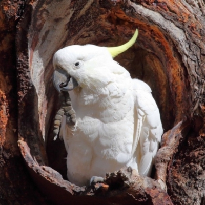 Cacatua galerita (Sulphur-crested Cockatoo) at Hackett, ACT - 22 Aug 2020 by TimL