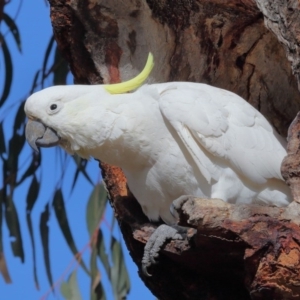 Cacatua galerita at Hackett, ACT - 22 Aug 2020