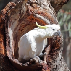 Cacatua galerita at Hackett, ACT - 22 Aug 2020