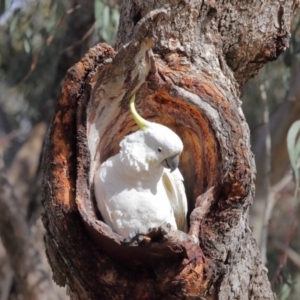 Cacatua galerita at Hackett, ACT - 22 Aug 2020