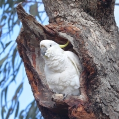 Cacatua galerita at Hackett, ACT - 22 Aug 2020