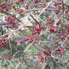 Dodonaea viscosa (Hop Bush) at Holt, ACT - 23 Aug 2020 by JaneR