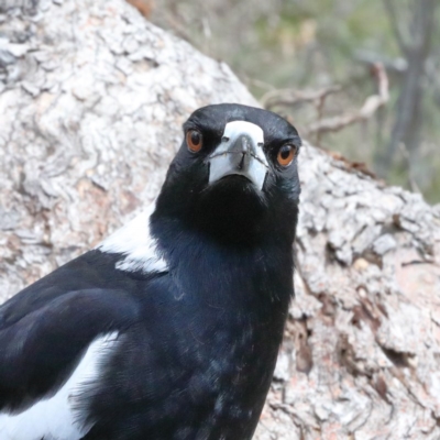Gymnorhina tibicen (Australian Magpie) at Black Mountain - 23 Aug 2020 by ConBoekel