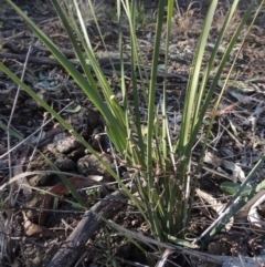 Lomandra multiflora (Many-flowered Matrush) at Cathcart, NSW - 20 Jul 2020 by michaelb