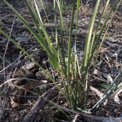 Lomandra multiflora (Many-flowered Matrush) at Cathcart, NSW - 20 Jul 2020 by MichaelBedingfield