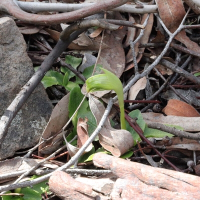 Pterostylis nutans (Nodding Greenhood) at Acton, ACT - 23 Aug 2020 by ConBoekel