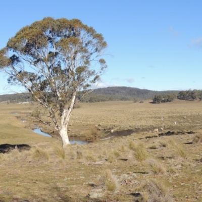 Poa labillardierei (Common Tussock Grass, River Tussock Grass) at Cathcart, NSW - 20 Jul 2020 by michaelb