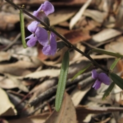 Hovea heterophylla (Common Hovea) at Black Mountain - 23 Aug 2020 by pinnaCLE