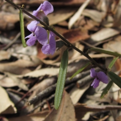 Hovea heterophylla (Common Hovea) at Black Mountain - 23 Aug 2020 by pinnaCLE