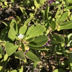 Myoporum boninense subsp. australe (Boobialla) at Tathra, NSW - 22 Aug 2020 by Rose