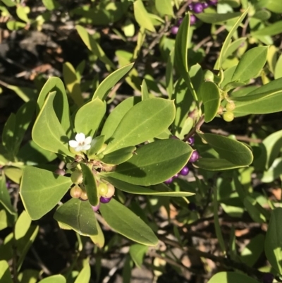 Myoporum boninense subsp. australe (Boobialla) at Tathra, NSW - 22 Aug 2020 by Rose