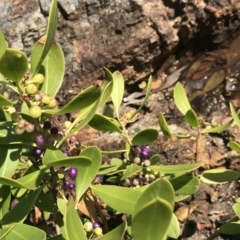 Myoporum boninense subsp. australe (Boobialla) at Tathra, NSW - 22 Aug 2020 by Rose