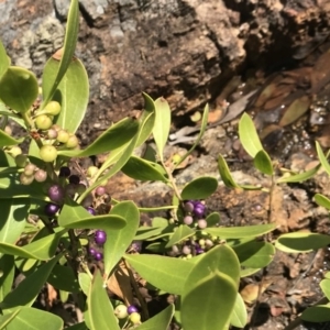 Myoporum boninense subsp. australe at Tathra, NSW - 22 Aug 2020