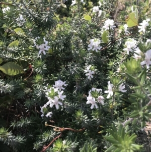 Westringia fruticosa at Tathra, NSW - 22 Aug 2020